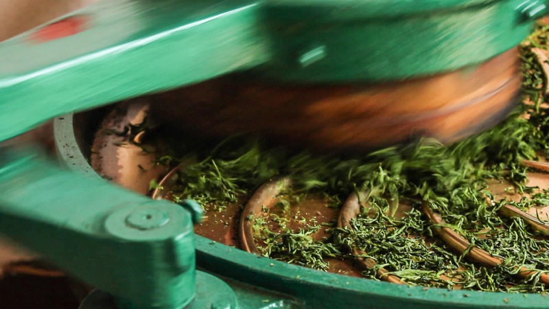 Melatih Kesabaran Melawan Siput